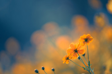 英文中的职业名词