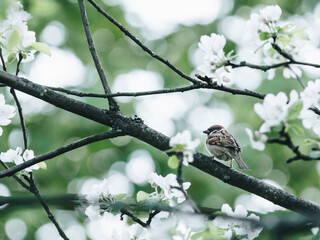 黄河乡的山东省章丘市黄河镇